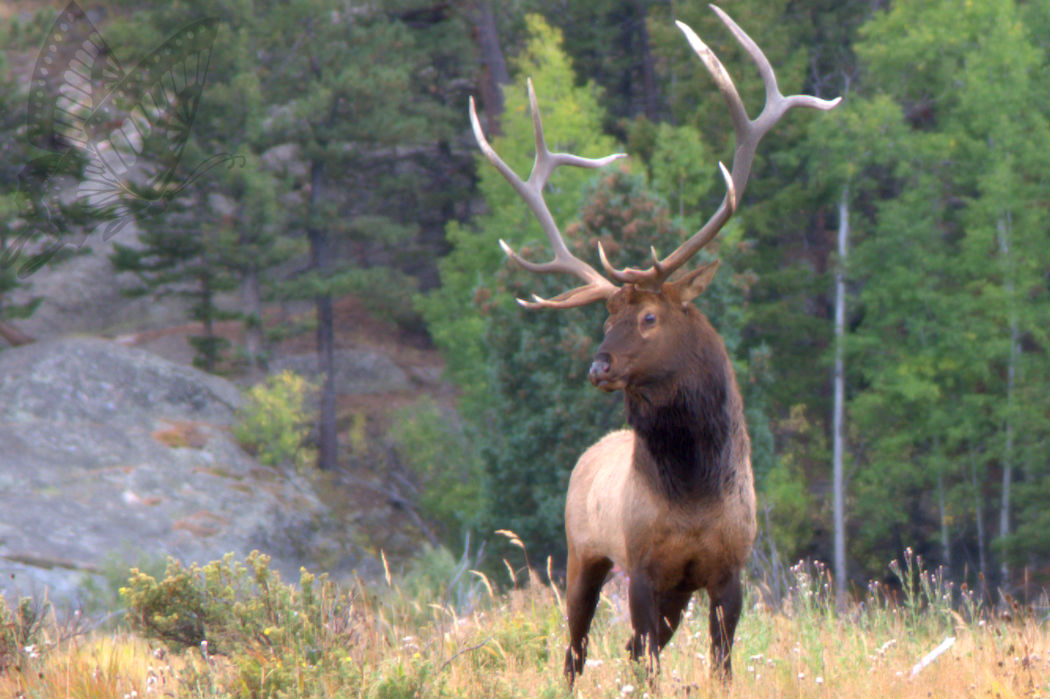 Elk